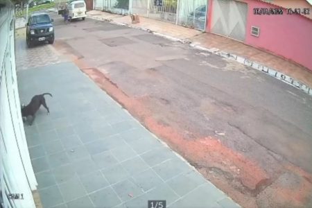 dois carros parados em uma rua mais um gato e um cachorro