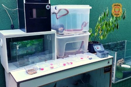 Caixas de plástico com cobras