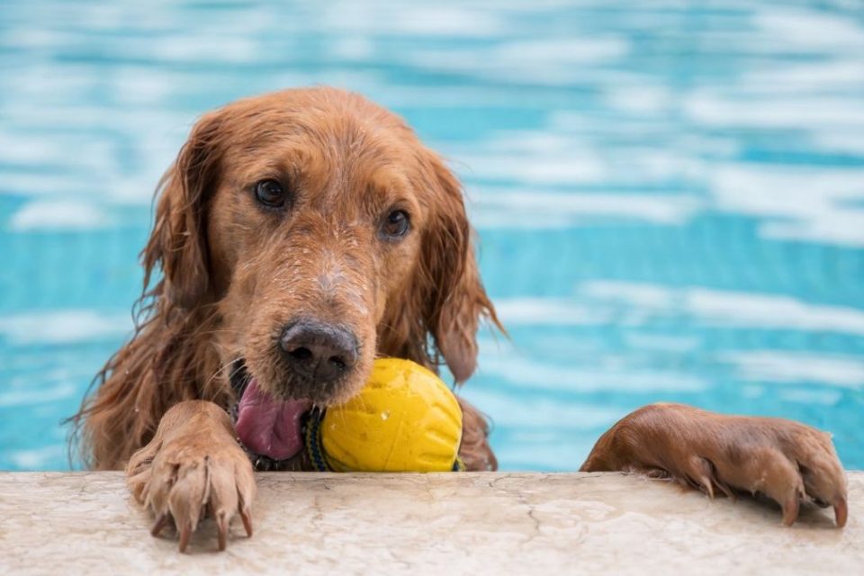 Cachorro brincando com bola dentro da piscina