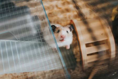 Hamster