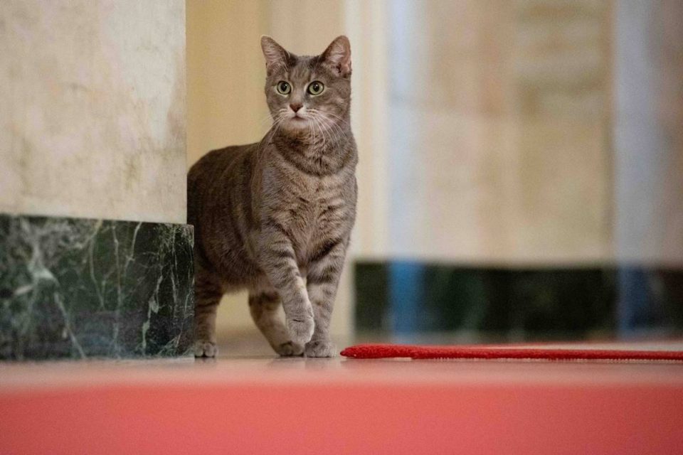 Na foto vemos uma gata cinza listrada andando sobre um tapete vermelho