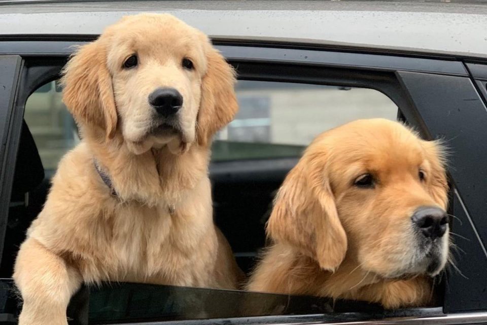 Dois cachorros caramelo na janela de um carro
