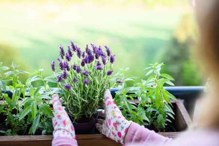 Imagem colorida: mulher colhe lavanda - Metrópoles
