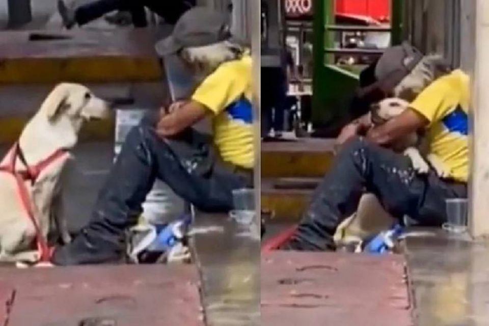 Temos uma montagem de duas fotos. Na primeira, um idoso está sentado e um cachorro esta na frente dele. Na segunda, os dois se abraçam