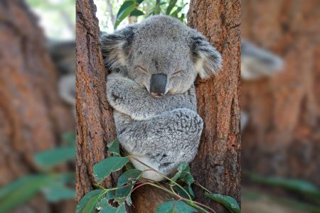 Coala Koala