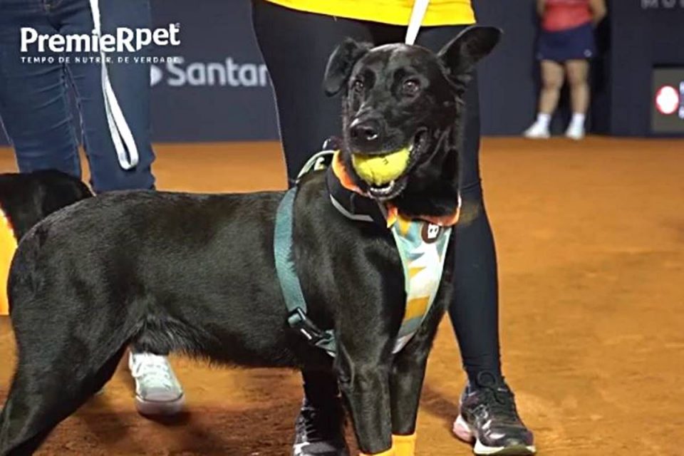 Na foto temos um cachorro de pelo preto com uma bolinha de tenis na boca
