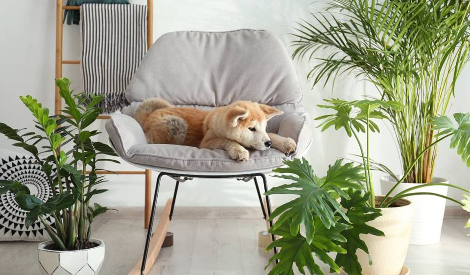 Cachorro sentado em uma poltrona com plantas ao redor