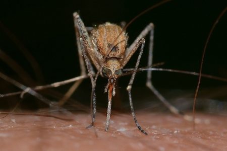 foto de mosquito com zoom