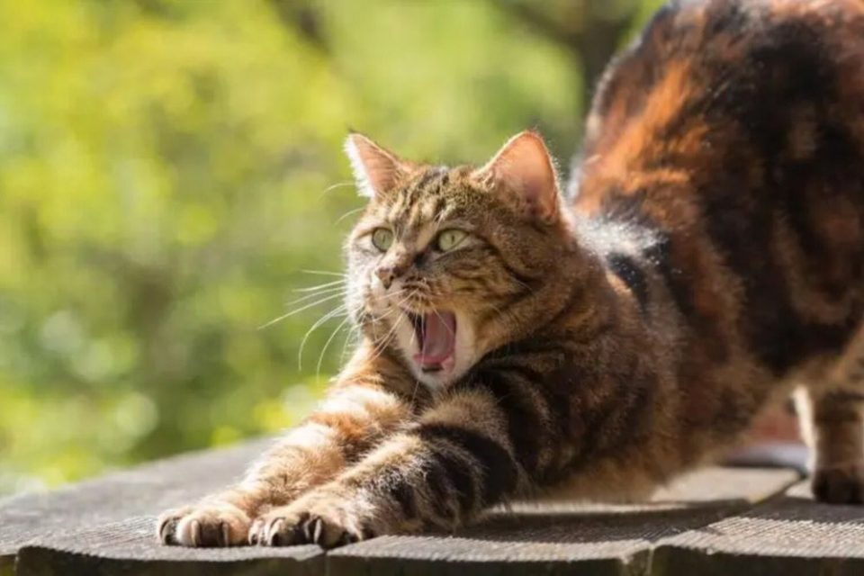 gato bebida alcoolica santa catarina