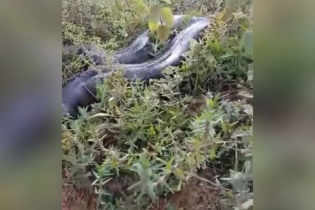 cobra gigante sucuri video aragoiania goias (1)