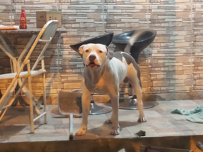 Pitbull é abandonado em casa