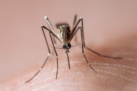 Aedes aegypti, também conhecido como mosquito da dengue - Metrópoles