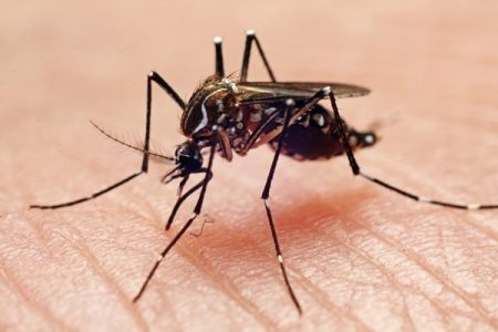 Aedes aegypti, também conhecido como mosquito da dengue - Metrópoles