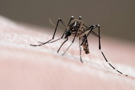 Foto de um mosquito Aedes aegypti em cima de uma pele humana- Metrópoles