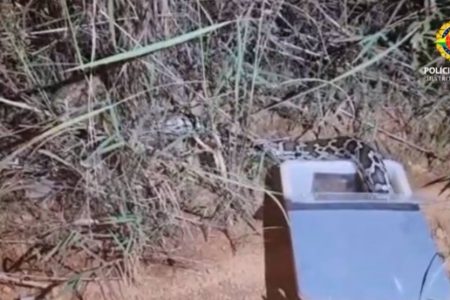 Cobra sai de caixa azul e entra em mato seco