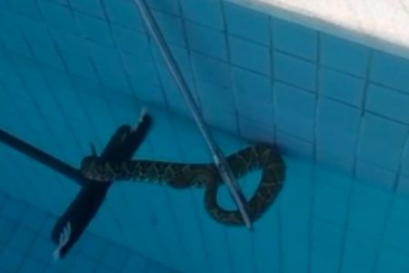 Cascavel localizada em piscina do Park Way