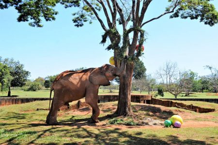 Elefante Chocolate, no Jardim Zoológico de Brasília