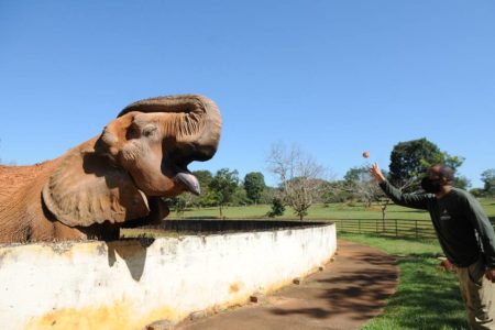 Elefante Chocolate, no Jardim Zoológico de Brasília