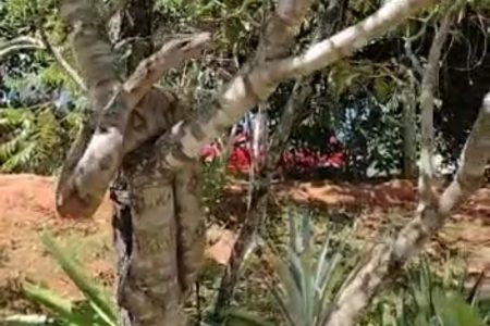 Moradora do DF encontra cobra no quintal