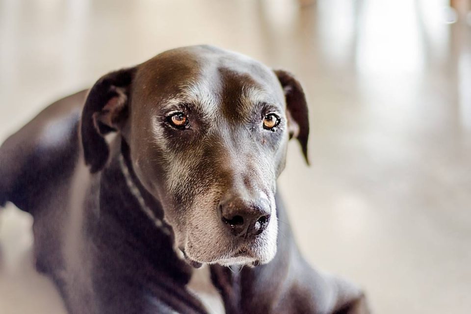 cachorro preto velhinho