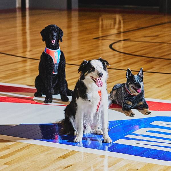 Cachorros preto e caramelo em quadra de basquete