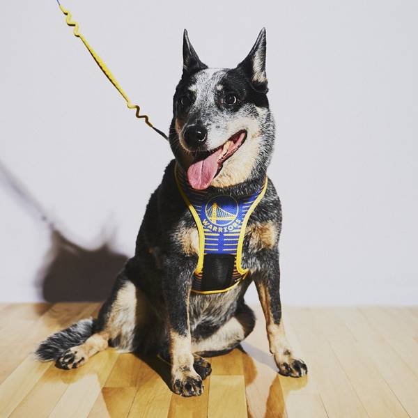 Cachorro preto com branco com a língua de fora