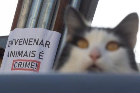 gato desfocado com aviso atrás dele