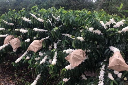 Forte Guarani tem 40% mais cafeína que outros grãos de café