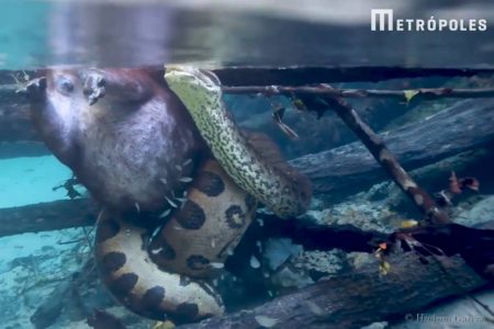 capivara sendo estrangulada por uma cobra