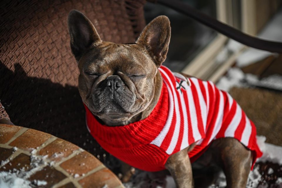 cachorro buldogue francês de olhos fechados na poltrona