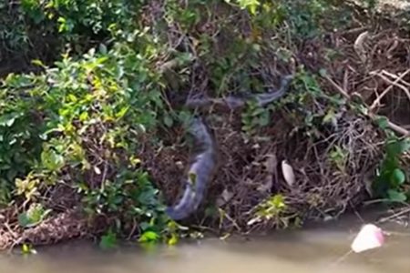Sucuri em árvore ao longo do Rio Dourados, Mato Grosso do Sul
