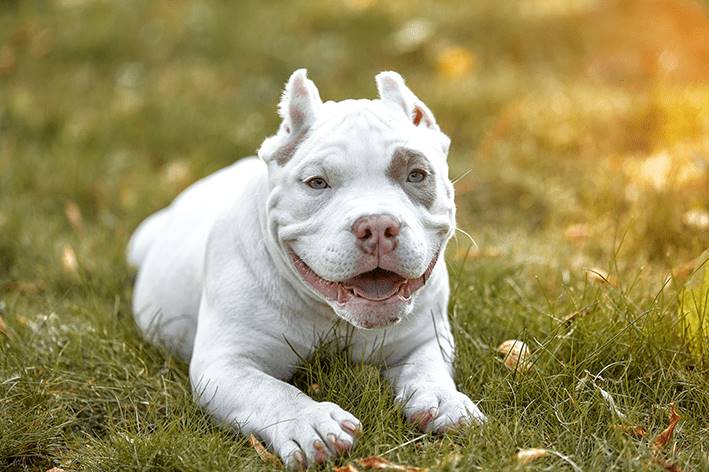 American bully