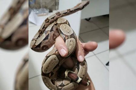 Jiboia é uma serpente 'dócil' se comparada a outras cobras