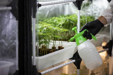 Imagem colorida mostra muda de maconha em produção de Cannabis no Rio de janeiro