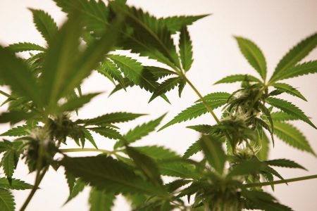 Folhas de maconha em produção de Cannabis no Rio de janeiro