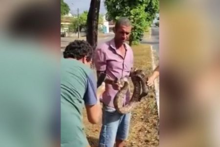 cobra avenida rua goiania video jiboia