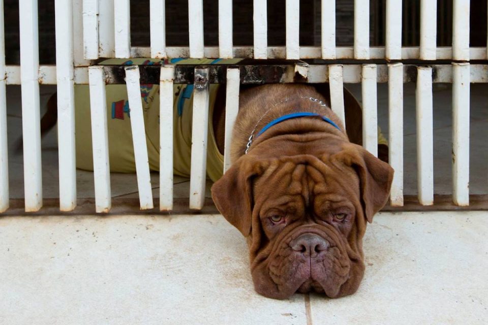 Foto colorida de cachorro