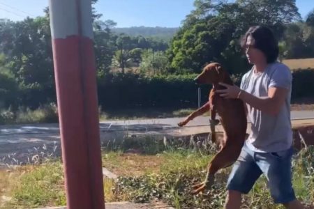 cachorro baleado jaragua goias