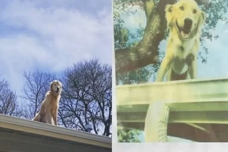 Imagem colorida de um cachorro da raça golden retriver