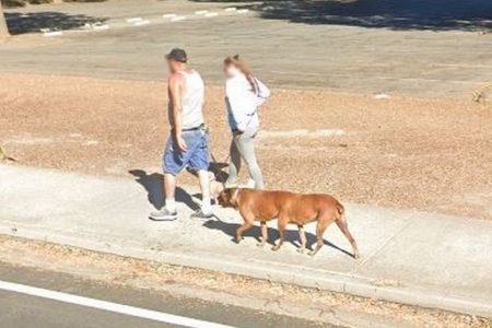 cachorro google maps