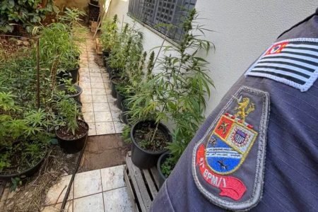 pés maconha campinas sao paulo (1)