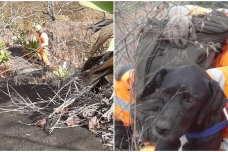 foto colorida de cachorro resgatado em pedra em minas gerais
