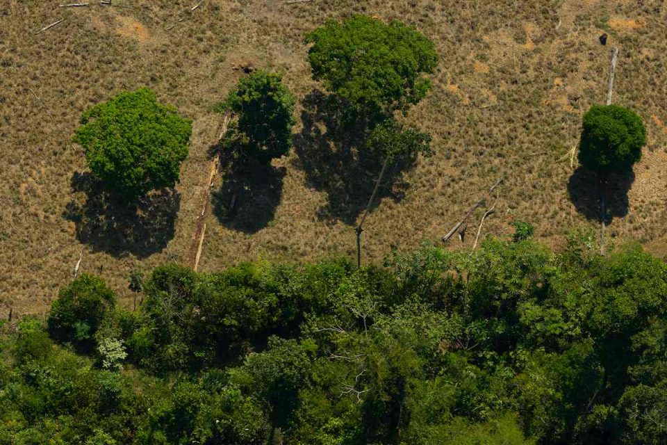 Floresta Amazônica, na Amazônia, proxima a área desmatada e queimada. Incêndio próximo a propriedades rurais.