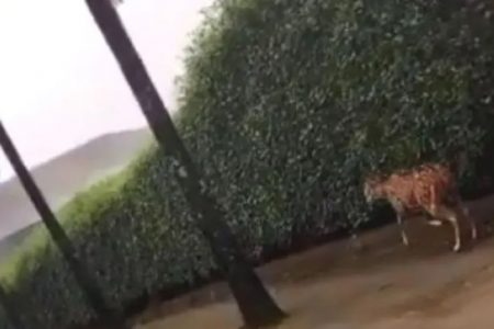 foto colorida de cervo em bairro residencial