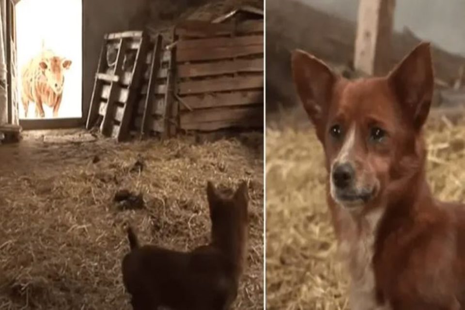 Imagem colorida do que parece ser um galinheiro onde tem uma vaca e um cachorro