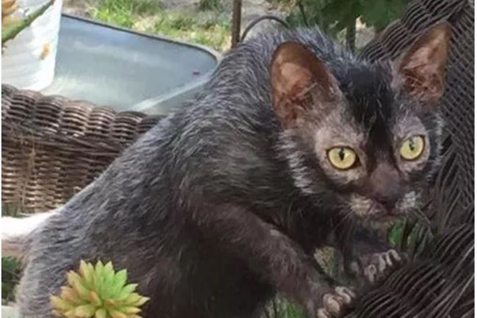 Foto colorida do gato lobisomem