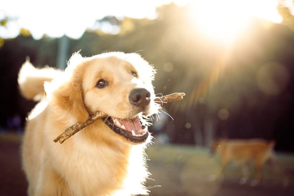 foto colorida de cachorro