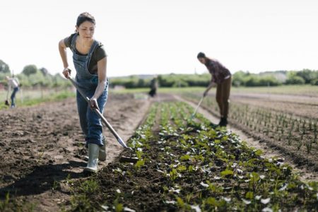 Pessoas em meio a plantação - Metrópoles