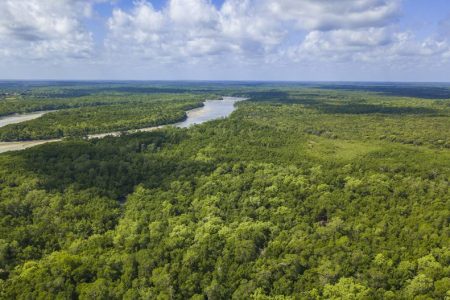 Floresta-Amazonica