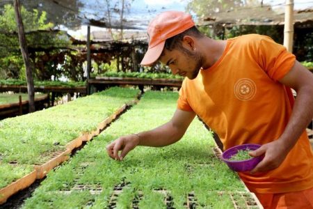 goias plantio de mudas anápolis